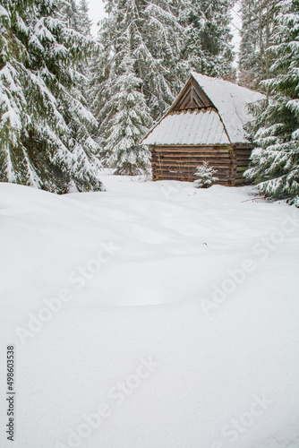 Deep fresh snow and a wooden hut with a small spruce tree in a spruce forest © dorotaemiliac