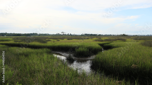 Scenic view of a marsh surrounded by meadows in Jacksonville, Florida