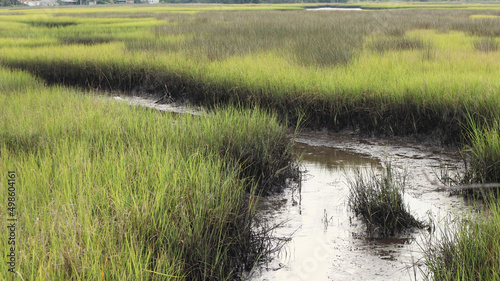 Scenic view of a marsh surrounded by meadows in Jacksonville, Florida