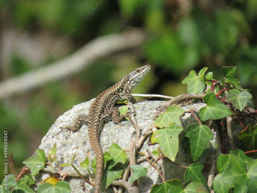 Obraz premium reptile lizard animal camouflage motionless predatory observation