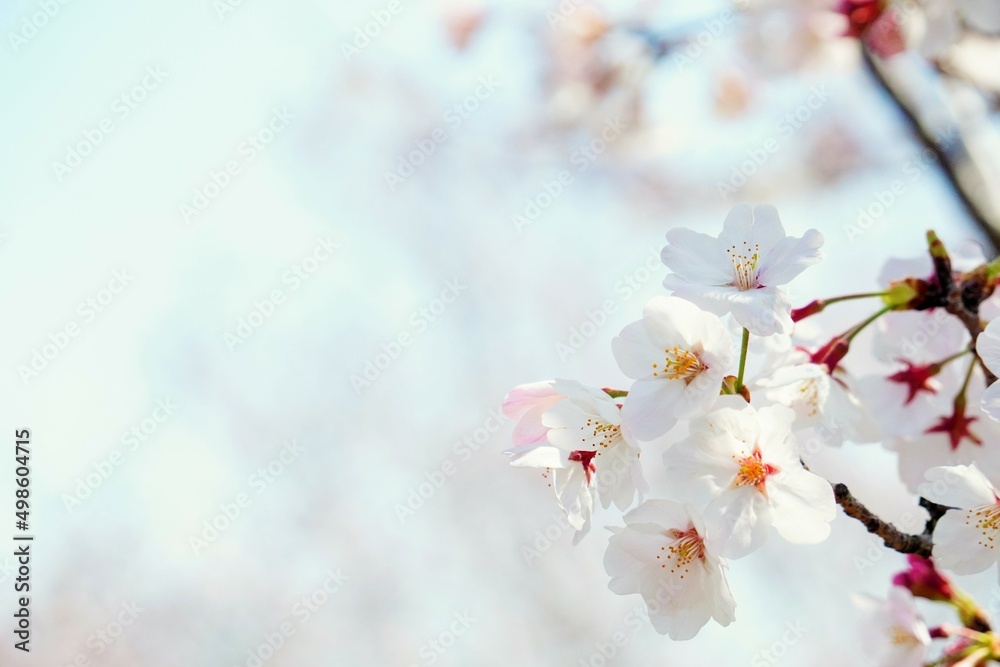 晴れた日の公園のソメイヨシノの満開の桜の花のアップ