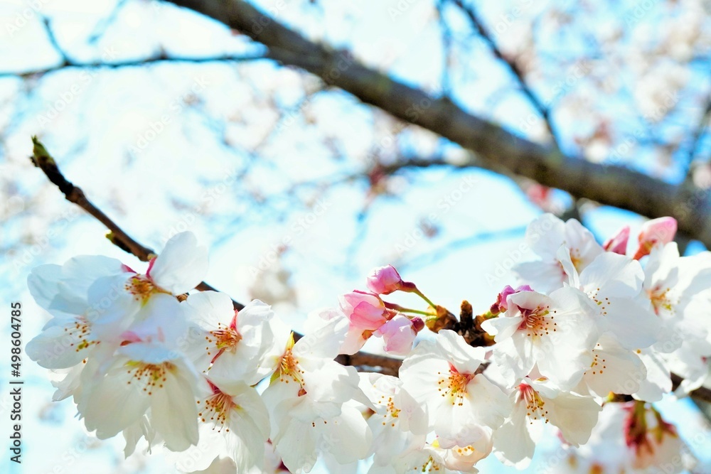 青空を背景に逆光で光るソメイヨシノの桜の花の枝