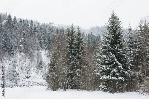 Spruce tree in snow covered forest in winter in Polish mountains © dorotaemiliac