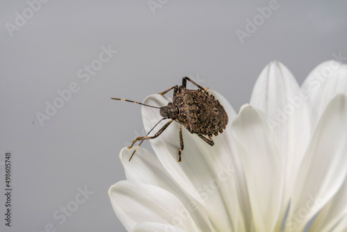 Closeup shot of a Halyomorpha halys on the white Cremone photo