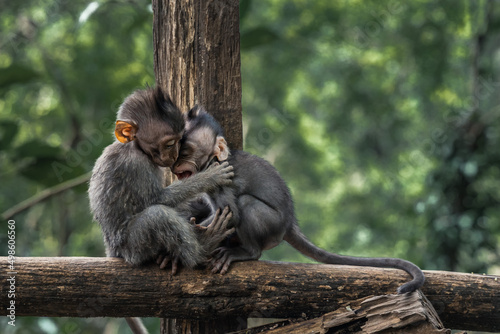 Sticker Closeup shot of two baby monkeys embracing in a forest