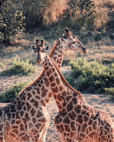 Photography Vertical shot of two giraffes in a field
