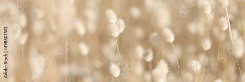Closeup of dry plant bunny tail background Fototapet
