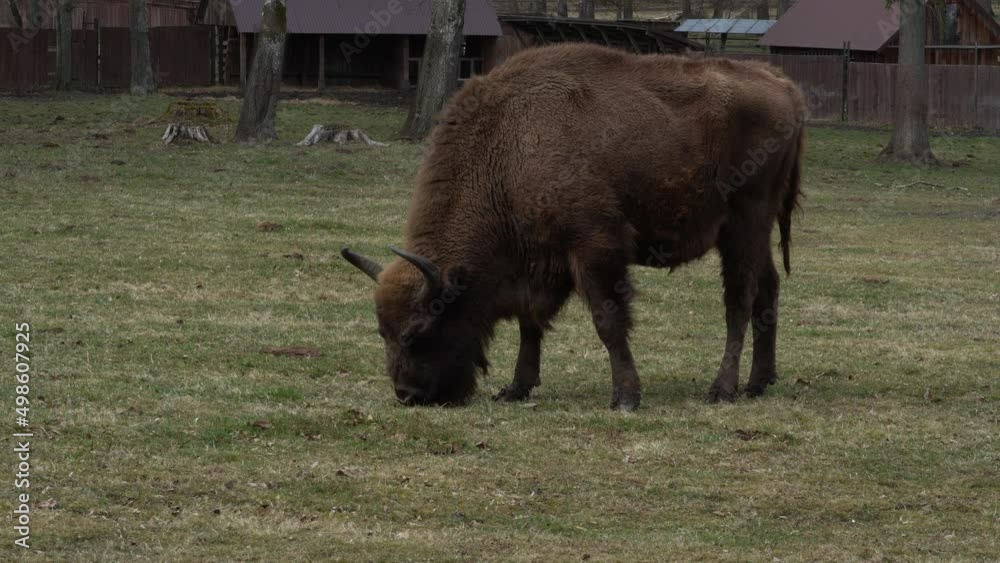 Bison in the Białowieża National Park Bison in the Białowieża National Park
