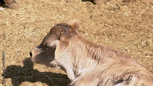 Adorable calf in meadow playing and resting concept of rural farm life
