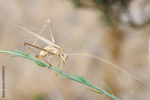 Closeup of the nature of Israel - grasshopper rhaphidophoridae photo
