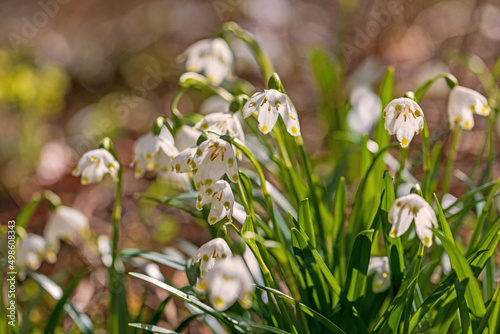 Schneeglöckchen - Märzenbecher - Frühling - Blume - Detail