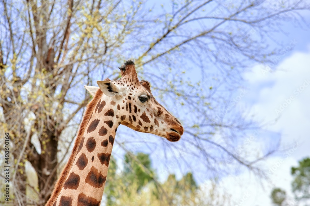 Close-up shot of a giraffe's head viewed from the side with some trees and a blue cloudy sky Close-up shot of a giraffe's head viewed from the side with some trees and a blue cloudy sky
