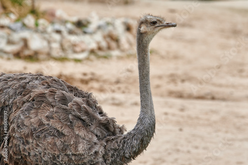 Portrait of an ostrich (Struthio camelus) in profile looking forward with its long neck and beautiful feathers