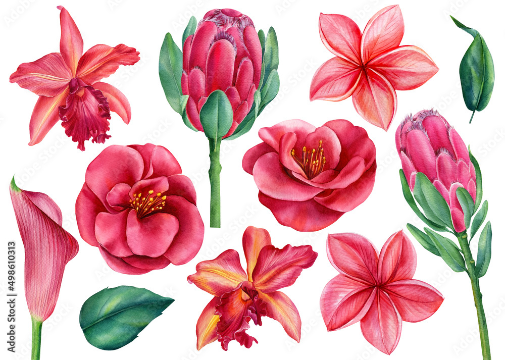Set of tropical flowers, orchid, calla, plumeria, camellia and protea. Watercolor isolated floral elements. Set of tropical flowers, orchid, calla, plumeria, camellia and protea. Watercolor isolated floral elements.