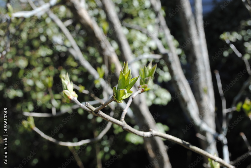 Lilac bush with first leaves and buds emerging in early spring Lilac bush with first leaves and buds emerging in early spring