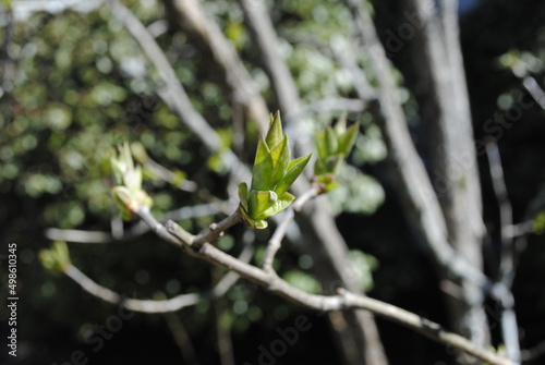 Lilac bush with first leaves and buds emerging in early spring