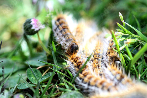 plusieurs chenilles (chenille) processionnaires (processionnaire) du pin dans de l'herbe verte (gazon vert) en troupeau en gros plan (macro) - (thaumetopoea pityocampa) © Ghislain