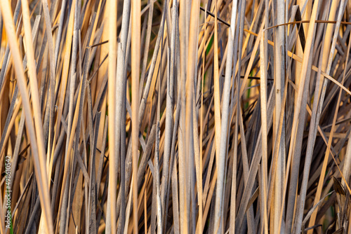 Dry reed background, dry grass texture. Selective focus.