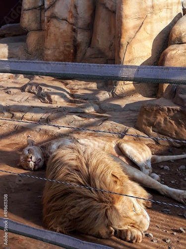 lion and lioness in cage