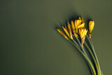 Yellow daffodils on dark teal background minimalistic flatlay, copy space, flower, springtime, bloom