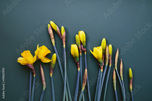 Yellow daffodils on dark teal background minimalistic flatlay, copy space, flower, springtime, bloom photo