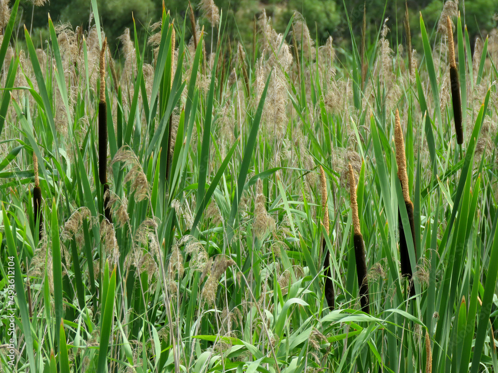 Fototapeta premium grass in the wind
