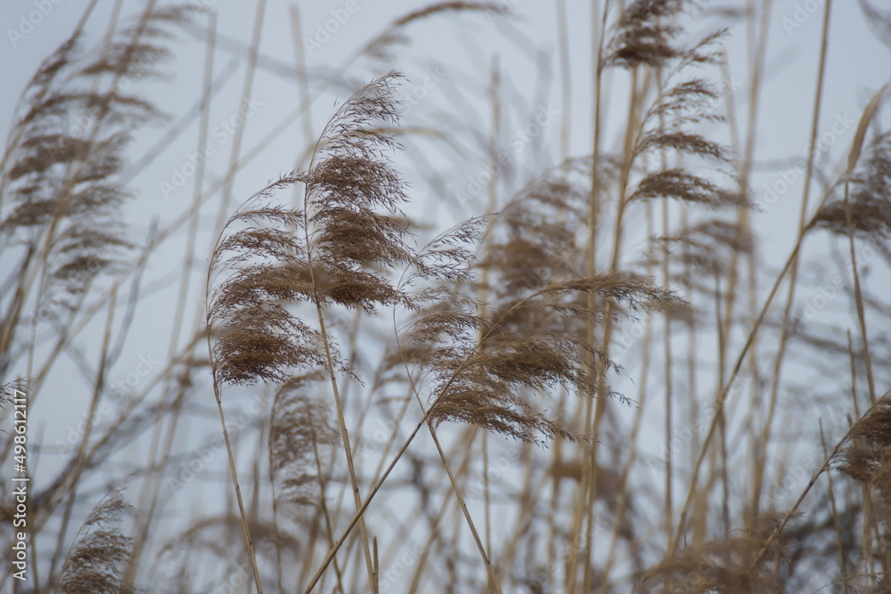 Fototapeta premium trzcina