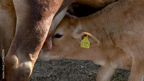 Calf feeding from its mother's udder rural farm concept