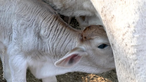 Calf feeding from its mother's udder rural farm concept