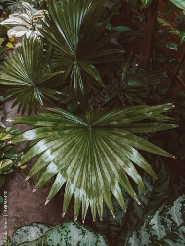 green tree