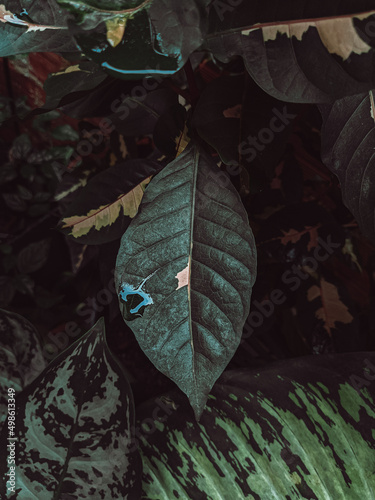 background with leaves