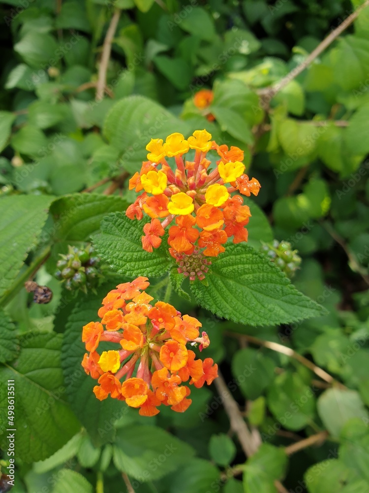 Randburg orange flower Randburg orange flower