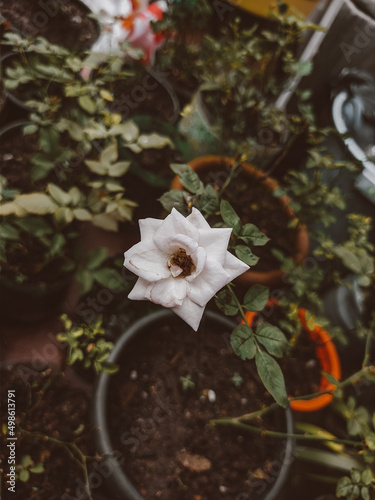 flowers in the garden
