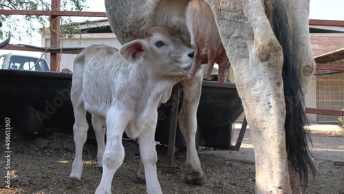 Calf feeding from its mother's udder rural farm concept