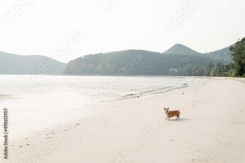 Happy active gaint corgi walking by the beach scenic of panoramic tanquility sea
