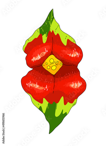 Palicourea elata, formerly Psychotria elata, commonly known as girlfriend kiss. illustration of a bright red tropical flower with a yellow center top view isolated vector drawing photo