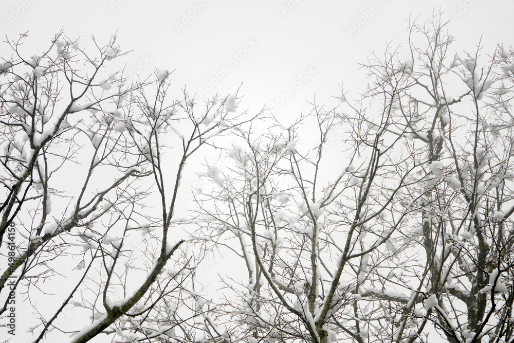 Trees covered by snow at winter day. Trees covered by snow at winter day.