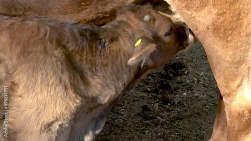Calf feeding from its mother's udder rural farm concept