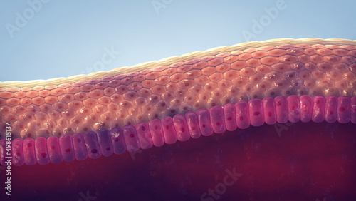 Human skin structure. The skin is the largest organ of the body. The epidermis acts as protective barrier against pathogens and plays a key role in immune system's response photo