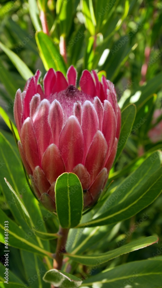 Naklejka premium Königs Protea
