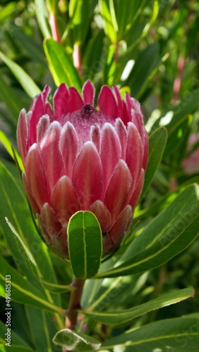 Königs Protea