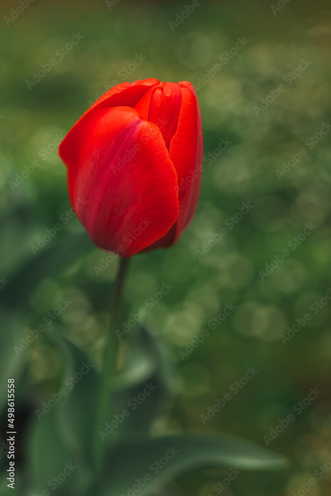 Beautiful red tulip flower in a spring garden. Beautiful red tulip flower in a spring garden.