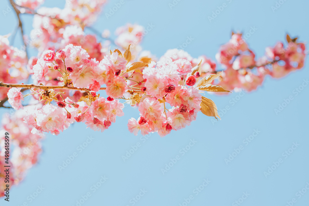 Amazing pink cherry blossoms on the Sakura tree. Amazing pink cherry blossoms on the Sakura tree.