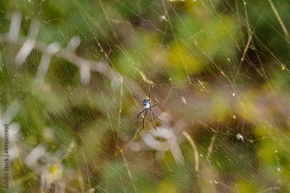 Golden Orb Weaver Golden Orb Weaver