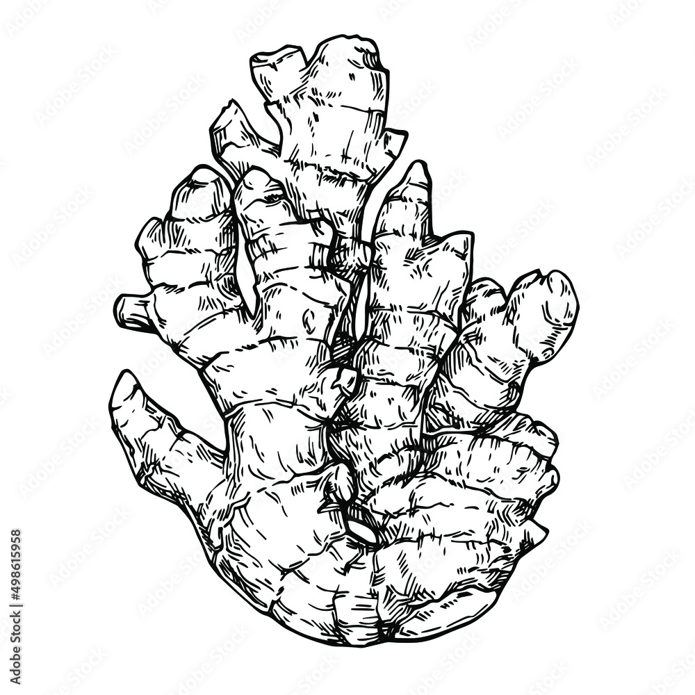 Ginger root. Sketch hand drawing ginger. superfood. Ink Botanical illustration. Ginger root. Sketch hand drawing ginger. superfood. Ink Botanical illustration.