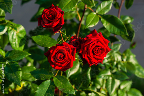 Vibrant red roses with raindrops in the garden  Armenia