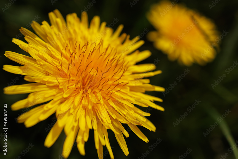 Dandelion yellow spring flower close-up macro Dandelion yellow spring flower close-up macro