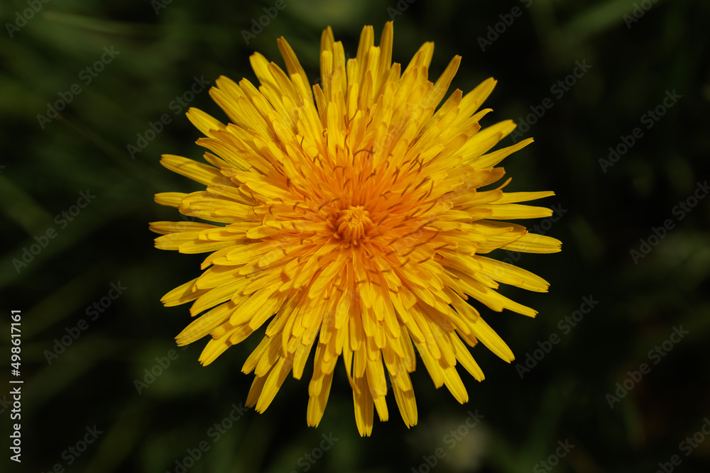 Dandelion yellow spring flower close-up macro Dandelion yellow spring flower close-up macro