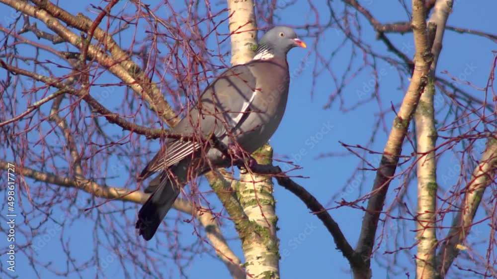 A wood pigeon on a branch and taking off. A wood pigeon on a branch and taking off.
