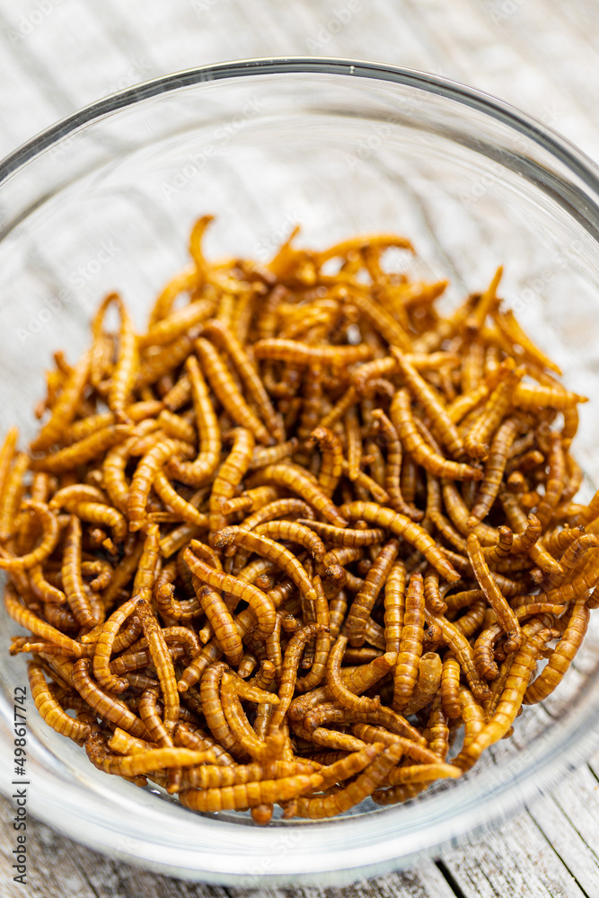 Fried salty worms. Roasted mealworms in bowl.